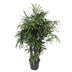 Rhapis Excelsa - Damenpalme, 200 cm Höhe, 34 cm Topfdurchmesser Bild 1
