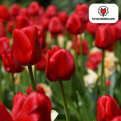 Tulpenbollen Ile de France – 20 Stück | KH Bloembollen® | Dieprode Tulp – Klassiek, Krachtig & Elegant – Voor Tuin of Pot – Maat 11/12 – Vers van de Teler
