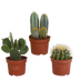 Cactus Mix 10.5 cm - 3-pack, without pot Bild 1