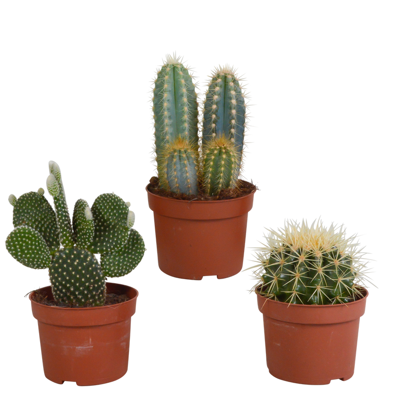 Cactus Mix 10.5 cm - 3-pack, without pot