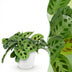 Maranta Fascinator Kerchoveana Zebra Plant, 12cm Pot, 25cm Height Bild 1