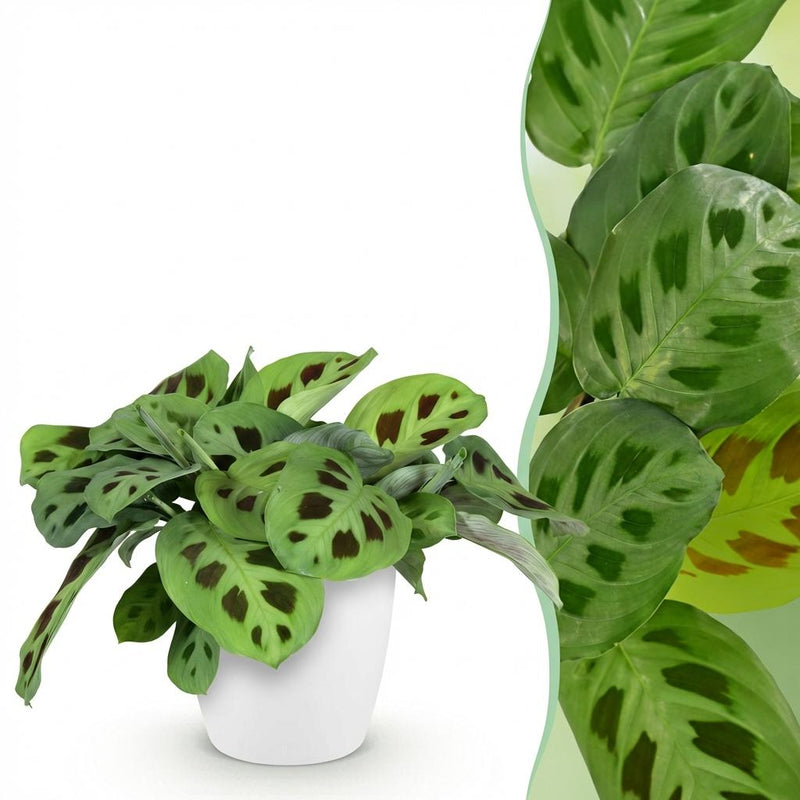 Maranta Fascinator Kerchoveana Zebra Plant, 12cm Pot, 25cm Height