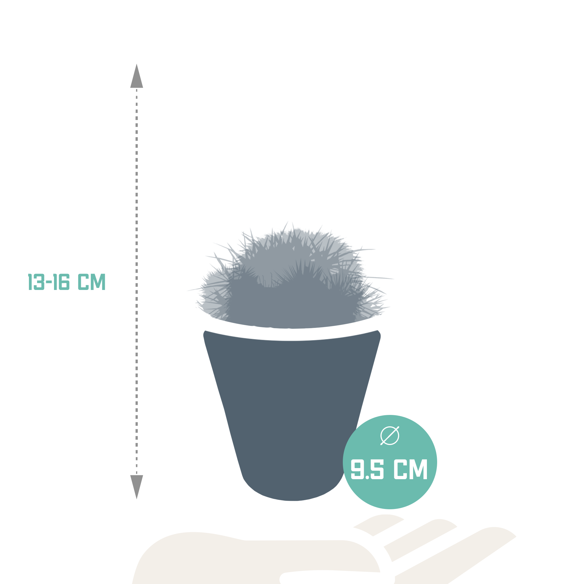 Bolcactus-Mischung 8,5 cm - in witte pot