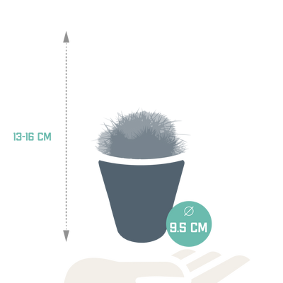 Bol Cactus-Mischung: 3 Kugelkakteen im weißen Topf (8,5 cm)