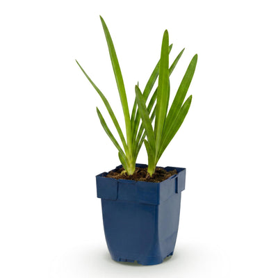 Green boutiQ - Perennials - Agapanthus africanus - African Lily - Bee and Butterfly Magnet - Blue - 1 Plant - 11cm Pot - 15-25cm Height