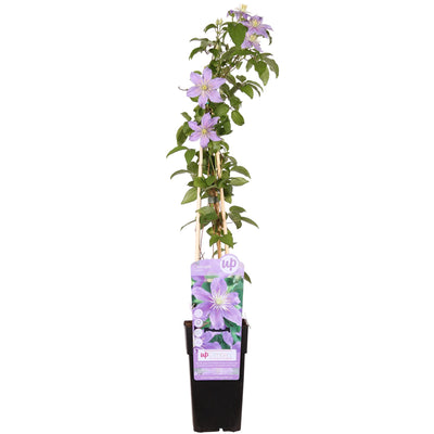 Clematis Justa: Große Fliederblüten, Langzeitblüher, Winterhart