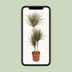 Dracaena Bicolor – Ø21cm Topf, 120cm Höhe – Attraktiver Drachenbaum Bild 5