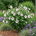 3x Hibiskus 'Hamabo' - Weiß-Rosa, 45cm, Topf 17cm Bild 6
