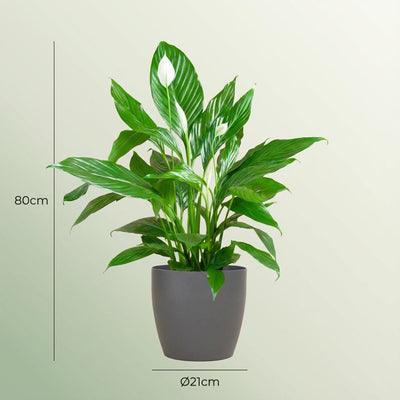 Friedenslilie Sweet Lauretta, 80cm, Ø21cm Topf