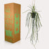 Künstliche Rhipsalis - Korallenkaktus, 85 cm Bild 5