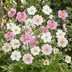 Green boutiQ - Perennial - Anemone Tricolour - Autumn Anemone - Shade - Dark Pink - Pink - White - 6 Plants - Pot 11cm - Height 15-25cm Bild 8