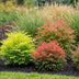 GreenboutiQ Nandina Tricolour (3er Pack) - Immergrüne Farbexplosion! Bild 5