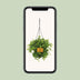 Peperomia Rotundifolia: Charming Houseplant, Ø15cm, ↕25cm Bild 5