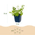 Green boutiQ - Perennial - Nepeta faassenii Walker's Low - Catnip - Bee and Butterfly Attractors - Blue - 24 Plants - Pot 11cm - Height 15-25cm Bild 3