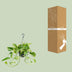Epipremnum Marble Queen Topfpflanze, Ø15cm, H25cm Bild 4