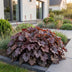 Heuchera Palace Purple: 24 Lila Purpurglöckchen (Topf 11cm) Bild 6