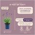 Lavendel 'Felice' (Lavandula angustifolia) - 24er Set im 12cm Topf Bild 3