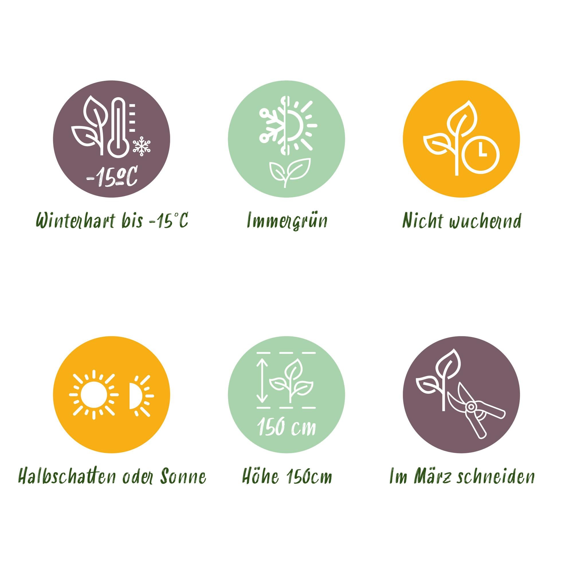 GreenboutiQ - Stamm Pflanze - Euonymus fortunei Emerald n Gold - Terrassen Pflanze - Immergrün - Winterhart - Grün-Gelbe Blätter - Topf 19cm Höhe 90cm