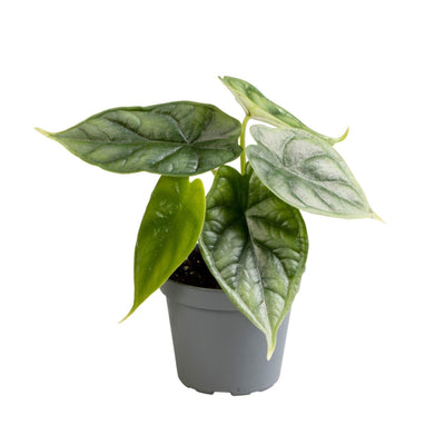 Alocasia Dragon Scale (Drachenschuppen-Pflanze) Ø6cm | Tropisch