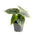 Alocasia Dragon Scale (Drachenschuppen-Pflanze) Ø6cm | Tropisch Bild 1