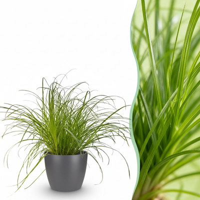 Cyperus alternifolius Zumula Katzenpflanze mit Topf Grau