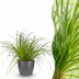 Cyperus alternifolius Zumula Katzenpflanze mit Topf Grau Bild 1