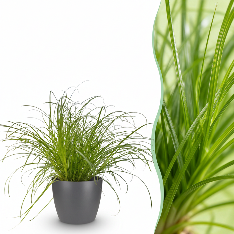 Cyperus alternifolius Zumula Katzenpflanze mit Topf Grau