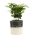 Coffea Arabica im P&PURE Illusion Keramiktopf, Ø 12 cm Bild 1