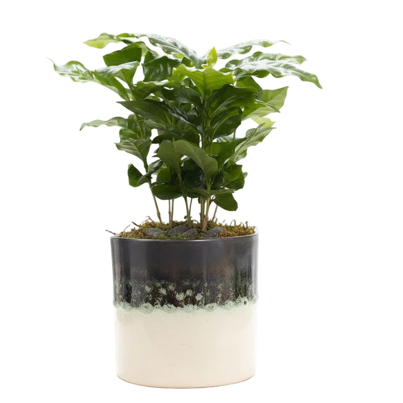 Coffea Arabica im P&PURE Illusion Keramiktopf, Ø 12 cm