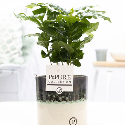 Coffea Arabica im P&PURE Illusion Keramiktopf, Ø 12 cm