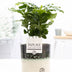 Coffea Arabica im P&PURE Illusion Keramiktopf, Ø 12 cm Bild 2