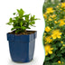 Green boutiQ - Johanniskraut 'Caley' - 24 Pflanzen (Topf 11cm) Bild 1