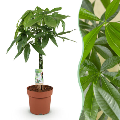 Geflochtener Pachira Aquatica (Geldbaum) - Pflegeleicht & Grün