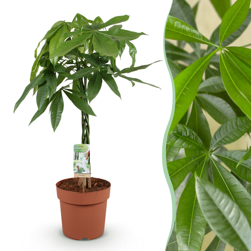Geflochtener Pachira Aquatica (Geldbaum) - Pflegeleicht & Grün