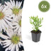 6x Aster ageratoides 'Ashvi' – White flowers, easy to care for, 10-25cm Bild 1