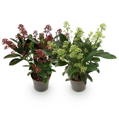 Skimmia japonica Duo: Winterharte Terrassenpflanze mit roten & weißen Blüten