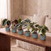 Baby Alocasia Familie: 6 Tropenpflanzen Mix Ø6cm Bild 3