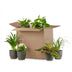 Green Second Chance Box: 6 Houseplants & Black Pots Bild 4