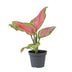 Aglaonema Red Valentine: Tropische Schönheit für Ihr Zuhause, Ø6cm Bild 1