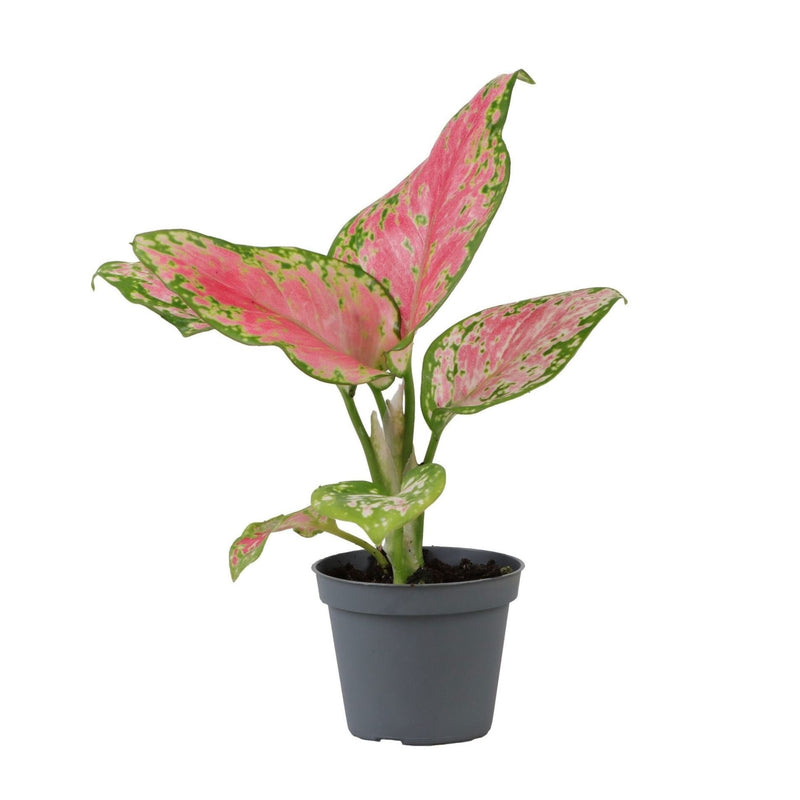 Aglaonema Red Valentine: Tropische Schönheit für Ihr Zuhause, Ø6cm