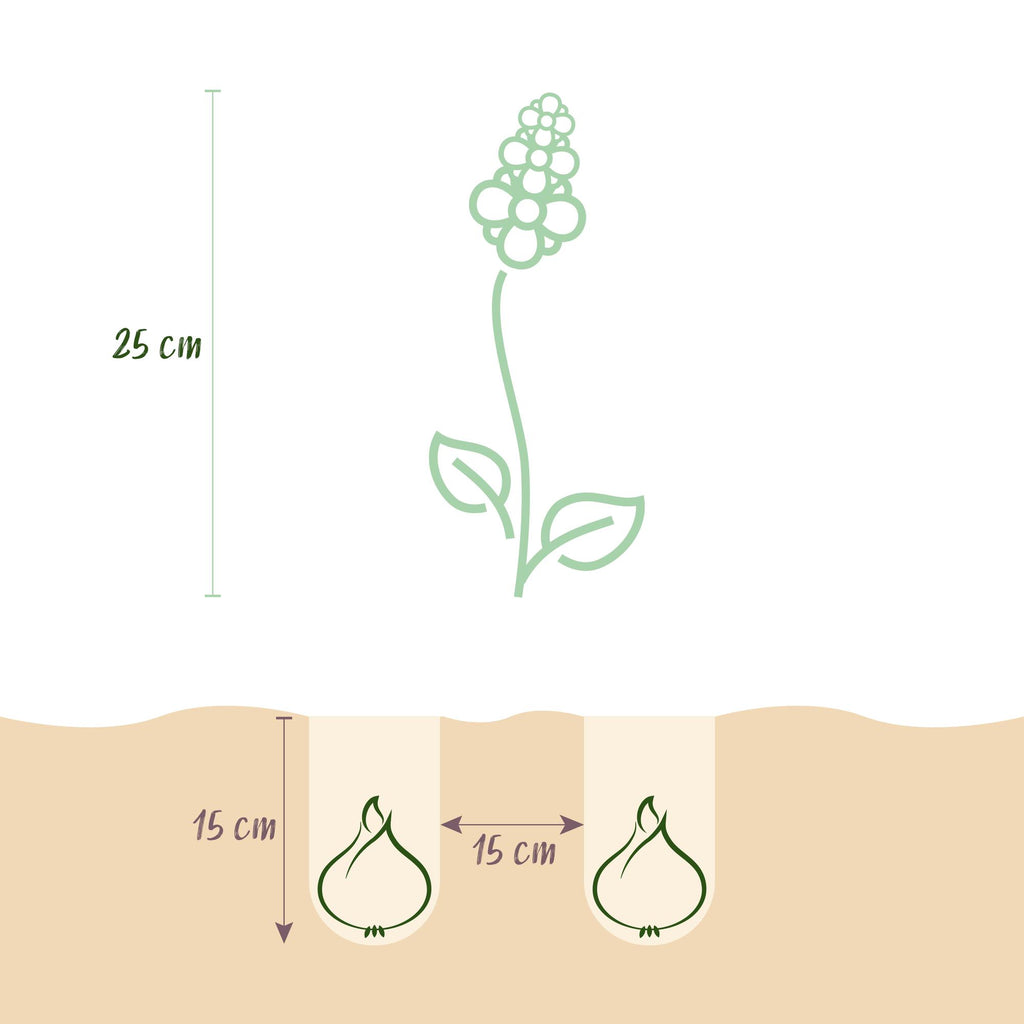 GreenboutiQ - Blumenzwiebeln - Hyazinthenmix - Bulbs Hardy Perennial - Verschiedene Farben - 10 Stück - Zwiebelgröße 14/15 - XXL Pack
