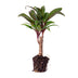 Mini Palm 'Purple Compacta' – Cordyline fruticosa, 6cm pot Bild 2