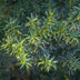 GreenboutiQ - Hedging Plants - Yew media Hilii - Green foliage - 6 plants - 1 linear meter - evergreen - 17cm pot, 60cm high Bild 4