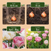 96x Tulpe Double Sensation gefüllt – Frühlingsblüher, Zwiebelgröße 11/12 Bild 4