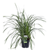 3x Carex morrowii 'Ice Dance' Ziergras, 30cm, Ø14 Bild 2