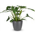 Philodendron Lacerum Houseplant with Pot 65cm Bild 2