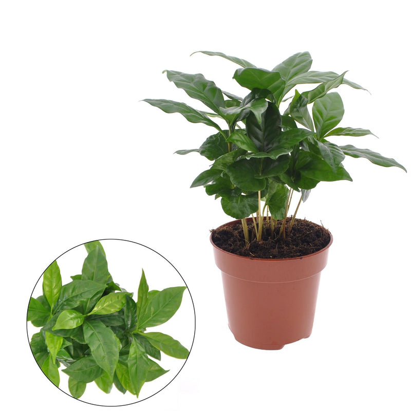Coffea Arabica Kaffeepflanze im 12cm Topf, 30cm hoch
