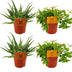 4er Set: Aloe Spider & Peperomia Ang. Rocca Vivace, Ø10,5cm Bild 1