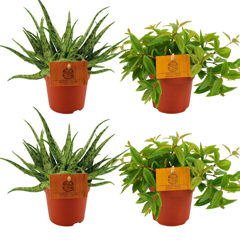 4er Set: Aloe Spider & Peperomia Ang. Rocca Vivace, Ø10,5cm