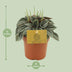 Peperomia Napoli Nights Zimmerpflanze im 10,5cm Topf Bild 3
